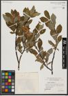 Foto von Salix hastata L.